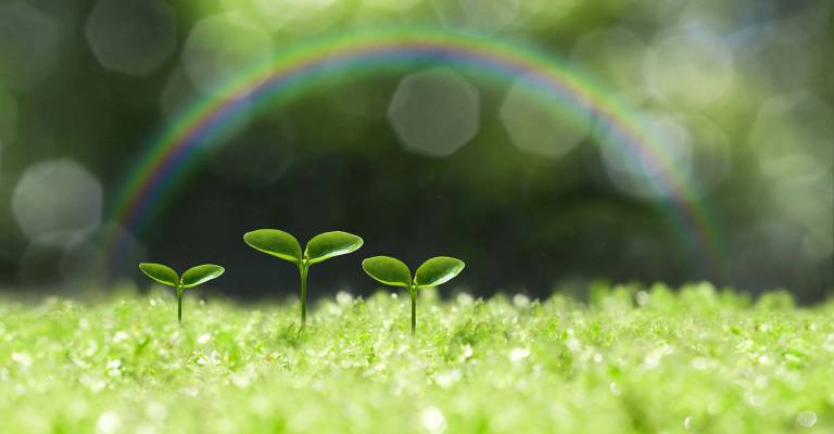 Drie groeiende plantjes op een groen gras met een regenboog